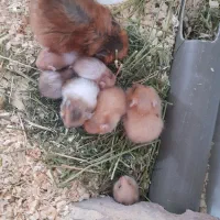 همستر|موش و خرگوش|رفسنجان, |دیوار