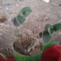 گل‌‌کوچک‌و‌زیبا‌‌در‌حال‌رشد