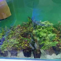 آکواریوم و ماهی فروشی محمدشهر|ماهی|محمدشهر, محمدشهر|دیوار