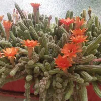 گل ماری گل میده هر سال پر