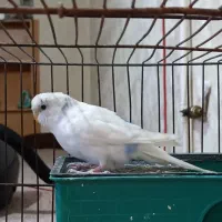 مرغ عشق جفت|پرنده|قم, سربخش|دیوار