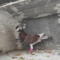 صید|پرنده|مشهد, تلگرد|دیوار