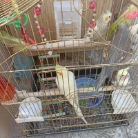 کیف حمل پرنده