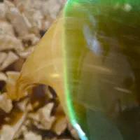 شیره نبات|عمدهفروشی|خرم بید, |دیوار