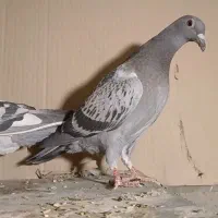 کفتر پلاکی سبز کوهی ونکی جوجه نر وکله سرکه ای ماده