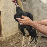 خروس لاری|حیوانات مزرعه|نسیم‌شهر, |دیوار