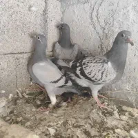 کبوتر‌مسافتی|پرنده|اردبیل, |دیوار