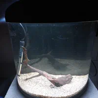 آکواریوم نیم دایره ماهیران ۸۰ لیتر|ماهی|قدس, شهرقدس|دیوار