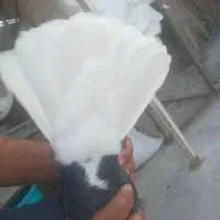کفتر