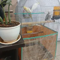 2 جفت عروس هلندی لوتیتو و ایزابلا با تخم و لوازم