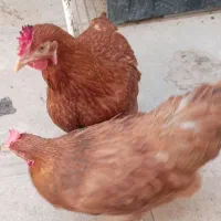 5تا مرغ  یجا