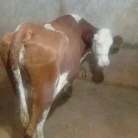 گاو سیمینتال شیری
