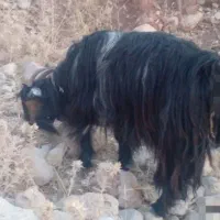 تی بز چپش پازن