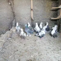 کفتر رنگی|پرنده|شیراز, گویم|دیوار