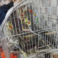 عروس هلندی مولد