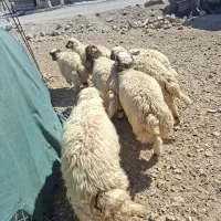 بره دوبری