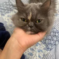 گربه پرشین فلت