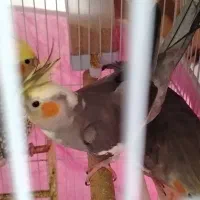 عروس هلندی نر و ماده