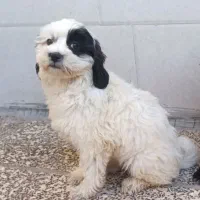 مالتیپو ۵ماهه