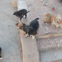 توله های میکس تریر و پامر|سگ|دامغان, |دیوار