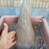 گیاه یوکا ۲ و ۳ متری|گل و گیاه طبیعی|شیراز, دشت چنار|دیوار