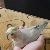 عروس هلندی لوتینو|پرنده|لیسار, |دیوار