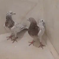 کبوتر پلاکی اصل سرور|پرنده|پاکدشت, پاکدشت (مامازند)|دیوار