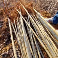 نهالستان فروش ویژه انواع نهال پربازده|خدمات باغبانی و درختکاری|سمنان, |دیوار