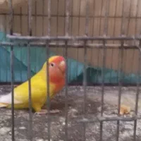 کوتوله برزیلی زرد صورت هلویی