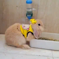 خرگوش لوپ