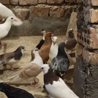 کفتریاکبوتر