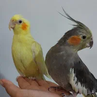 طوطی عروس جفت و مولد و سخنگو|پرنده|سنندج, |دیوار