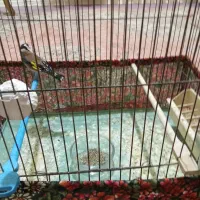 سهره نر و ماده فروشی|پرنده|سهند, |دیوار