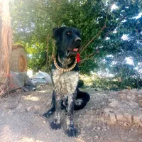 واگذاری یک سگ گله ای قهدریجانی