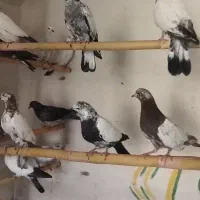 جوجه گرویی کاشان