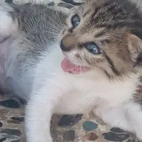 واگذاری سه عدد بچه گربه ومادرشون