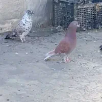 جفت کبوتر پرشی|پرنده|بانه, |دیوار