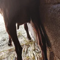 نری وگیسه مایکرد|حیوانات مزرعه|زاهدان, |دیوار