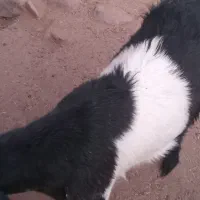 فروش ۷ راس بزغاله با یک بزمورسیا ابستن|حیوانات مزرعه|رابر, |دیوار