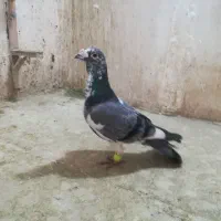 کبوتر پرشی|پرنده|مشهد, کارمندان دوم|دیوار