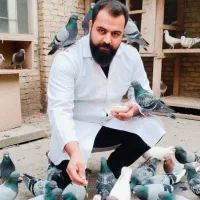 پرنده دکتر بهمن