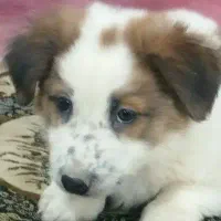 توله سگ|سگ|مشهد, انصار|دیوار