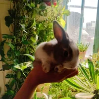 خرگوش|موش و خرگوش|تهران, حصارک|دیوار