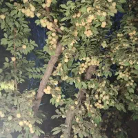 باغچه-مناسب-تجاری-و-سکونت-لشگراباد-سهیلیه