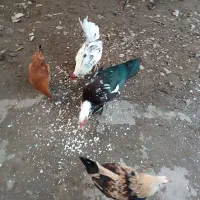 اردک اسراییلی