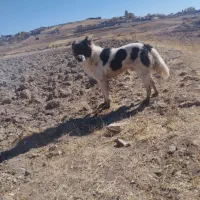 سگ گله نگهبان|سگ|هریس, |دیوار