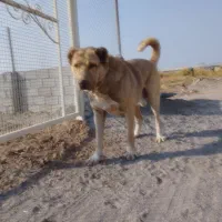 سگ گمشده در قراملک