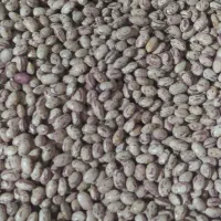 لوبیا چیتی تلاش