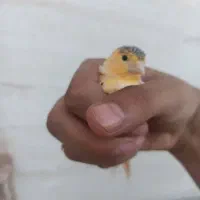 قناری ماده مخصوص سهره