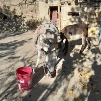 اولاغ ماده جوان با کره|حیوانات مزرعه|طارم, |دیوار